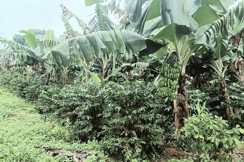 Xã A Lưới: Xây dựng thương hiệu chuối sạch của đồng bào dân tộc