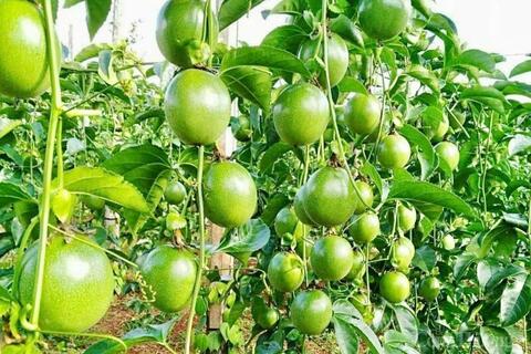 Gia Lai: Vùng nguyên liệu 'vàng' cho nông sản xuất khẩu