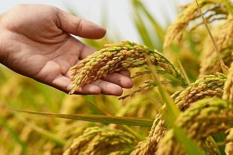 Giá lúa gạo hôm nay ngày 11/11: Gạo bình ổn, lúa tươi vững giá