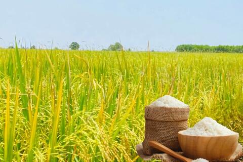 Giá lúa gạo hôm nay ngày 21/11: Gạo xuất khẩu biến động mạnh