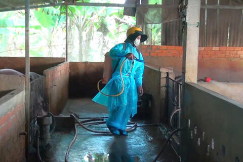 Tây Ninh: Phát hiện thêm 1 ổ dịch tả heo châu Phi