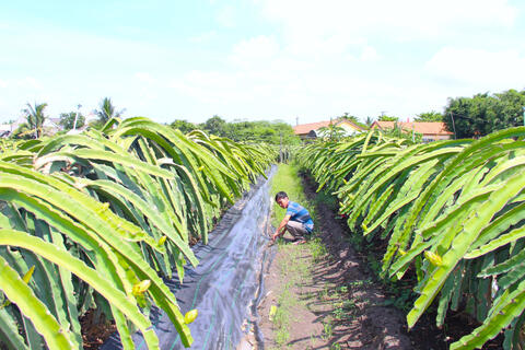 Hiệu quả từ những mô hình điểm nông nghiệp ứng dụng công nghệ cao