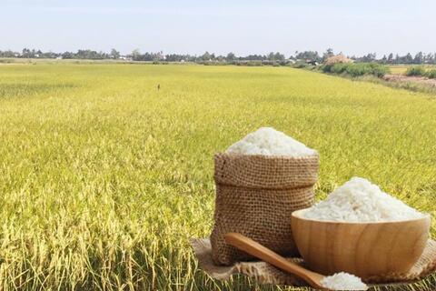 Giá lúa gạo hôm nay ngày 23/12: Thị trường "lặng sóng"