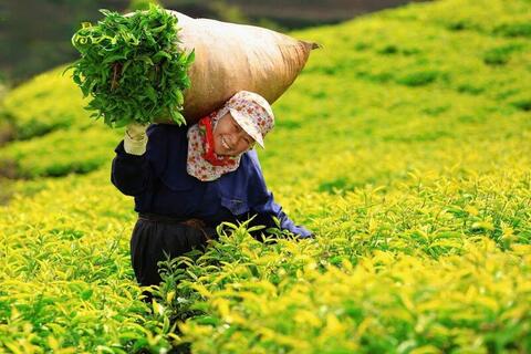 Bộ Công Thương nỗ lực, giải phóng thành công gần 500 container chè kẹt tại Pakistan