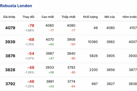 Giá cà phê hôm nay 8/1/2026: Tăng thêm 1.000 đồng/kg