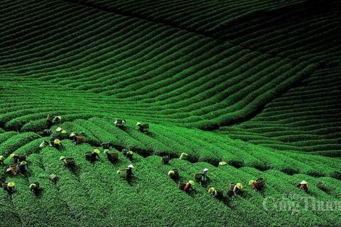 Xuân về trên những miền trà Olong Lâm Đồng