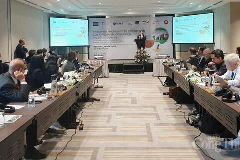 Gạo phát thải thấp mở dư địa mới cho thương hiệu gạo Việt