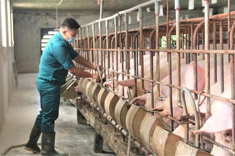 'Bắt bệnh' nguyên nhân giá heo hơi tăng 'nóng' trước tết Nguyên đán 2026