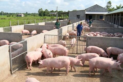 Giá heo hơi hôm nay 3/2/2026: Giảm mạnh trên cả nước