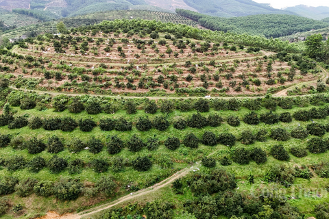 Nhộn nhịp 'thủ phủ' cam bù Hà Tĩnh những ngày giáp Tết