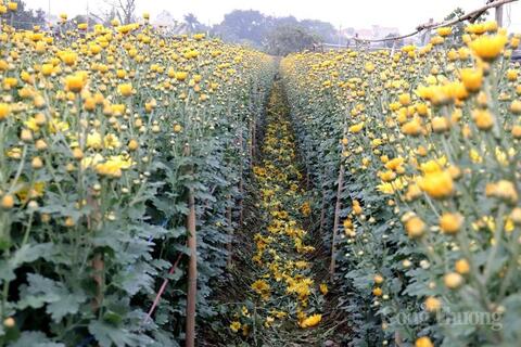 Không khí khẩn trương tại làng hoa Tây Tựu ngày giáp Tết