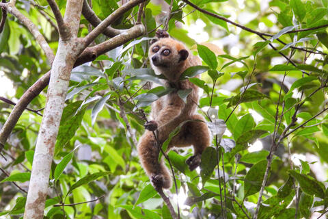 Gia Lai: Thả tê tê Java cùng nhiều động vật quý hiếm về rừng tự nhiên