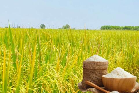 Giá lúa gạo hôm nay ngày 11/3/2026: Gạo xuất khẩu OM 5451 tiếp đà tăng
