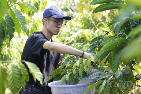 Giá cà phê hôm nay 18/3/2026: Tăng nhẹ 200 đồng/kg