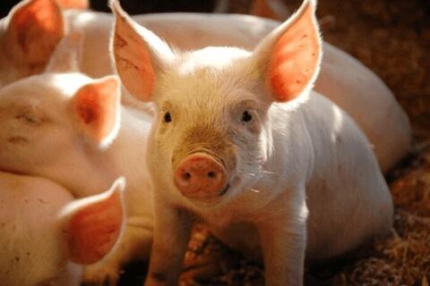 Giá heo hơi hôm nay 19/3/2026: Tăng đồng loạt từ 1.000 - 2.000 đồng/kg