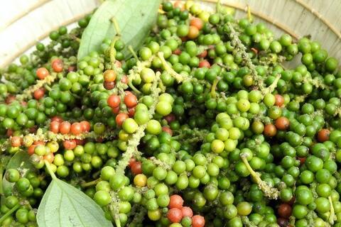 Giá tiêu hôm nay 19/3/2026: Lao dốc, rớt giá đến 5.000 đồng/kg