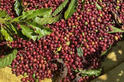 Giá cà phê thế giới giảm mạnh liên tiếp