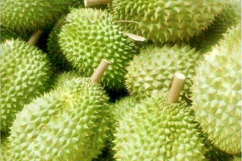 Vĩnh Long chuẩn hóa vùng trồng sầu riêng, mở rộng thị trường xuất khẩu