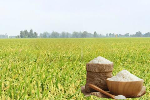 Giá lúa gạo hôm nay ngày 15/4: Thị trường ít biến động