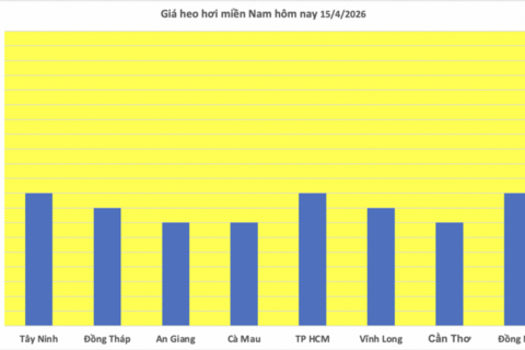Giá heo hơi hôm nay 15/4/2026: Tăng rải rác trên cả 3 miền