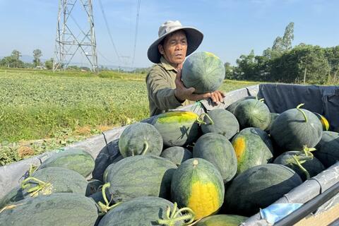 Quảng Ngãi: Cần lời giải căn cơ để thoát cảnh ‘được mùa mất giá’