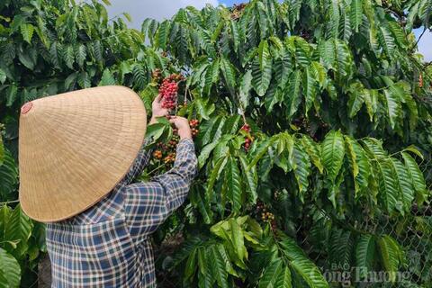 Giá cà phê hôm nay 15/4/2026: Tăng nhẹ 500 đồng