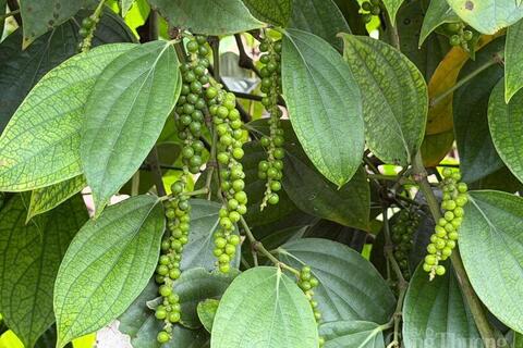 Giá tiêu hôm nay 20/4/2026: Cao nhất 141.000 đồng/kg