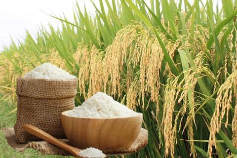 Giá lúa gạo hôm nay ngày 22/4: Gạo nguyên liệu xuất khẩu tiếp đà tăng