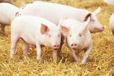 Giá heo hơi hôm nay 22/4/2026: Dao động từ 63.000 - 69.000 đồng/kg