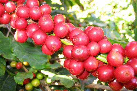 Lễ hội cà phê Việt Nam tại Singapore: Cơ hội cho doanh nghiệp Việt