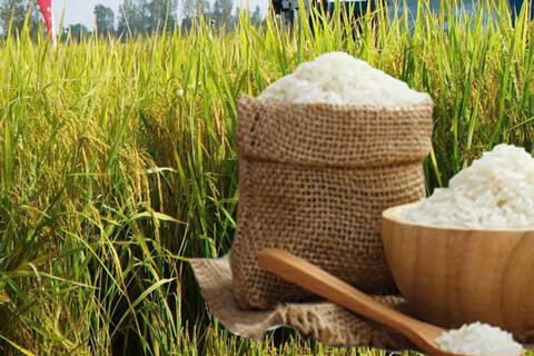 Giá lúa gạo hôm nay ngày 24/4/2026: Lúa tươi đồng loạt giảm nhẹ