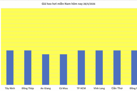 Giá heo hơi hôm nay 28/4/2026: Tăng nhẹ tại Nghệ An