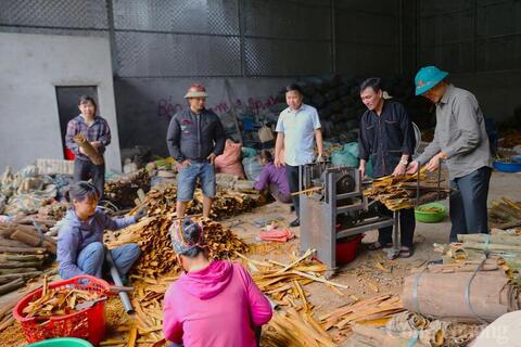 Quế Tân Hợp: Từ rừng nguyên liệu đến thương hiệu nông sản xuất khẩu