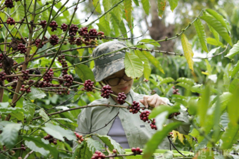 Giá cà phê hôm nay 15/5/2026: Bật tăng 1.000 đồng/kg