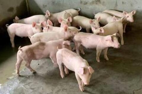 Giá heo hơi hôm nay 15/5/2026: Giữ đỉnh 71.000 đồng/kg