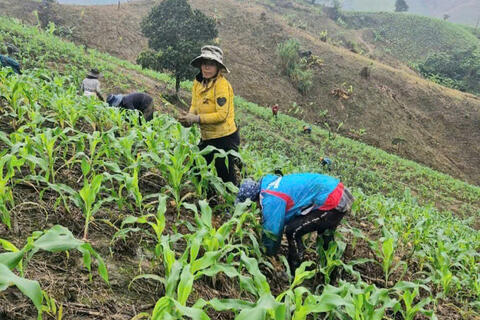 Xã A Lưới 1: Phát triển nông nghiệp gắn với nâng cao giá trị, bền vững