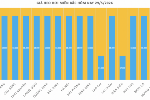 Giá heo hơi hôm nay 29/5/2026: Giảm nhẹ tại miền Bắc