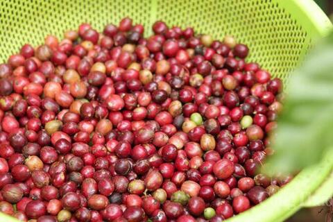 Giá cà phê hôm nay 3/6/2026: Tăng nhẹ 500 đồng/kg