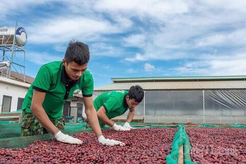 Giá cà phê hôm nay 12/6/2026: Bật tăng vọt hơn 2.000 đồng/kg