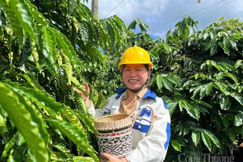 Giá cà phê hôm nay 22/6/2026: Giảm nhẹ 700 đồng/kg