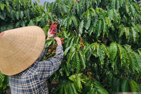 Giá cà phê hôm nay 27/6/2026: Tăng đồng loạt 1.000 đồng/kg