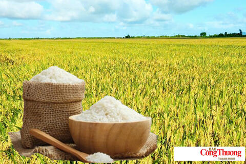 Giá lúa gạo hôm nay ngày 4/7/2026: Lúa tươi đảo chiều tăng