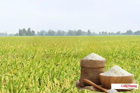 Giá lúa gạo hôm nay ngày 15/7/2026: Gạo nguyên liệu xuất khẩu tăng nhẹ