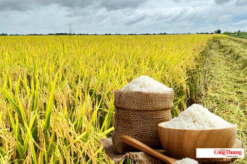 Giá lúa gạo hôm nay ngày 10/8/2026: Lúa tươi neo giá cao