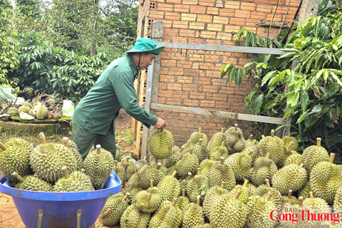 Lãnh đạo xã làm KOL, KOC bán sầu riêng online, hàng ngàn đơn đã chốt