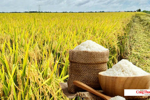 Giá lúa gạo hôm nay ngày 8/9/2026:Lúa tươi OM 5451 giảm 300 đồng/kg
