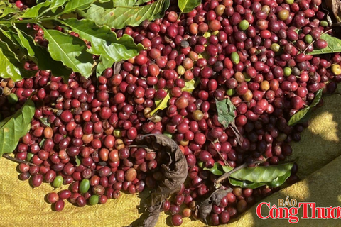 Giá cà phê thế giới đồng loạt giảm, nguồn cung từ Brazil tiếp tục tăng