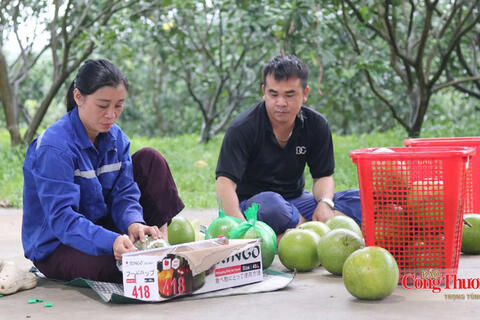 Mở hướng tiêu thụ bền vững cho bưởi da xanh ở Hà Tĩnh