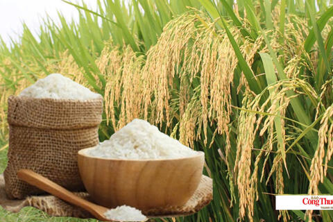 Giá lúa gạo hôm nay ngày 22/10/2026: Giá lúa tươi biến động trái chiều