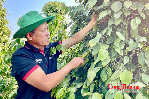 Giá tiêu hôm nay 28/10/2026: Thị trường lặng sóng